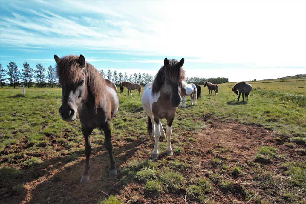 Greenkey Ranch - Fell Reykholt  Esterno foto
